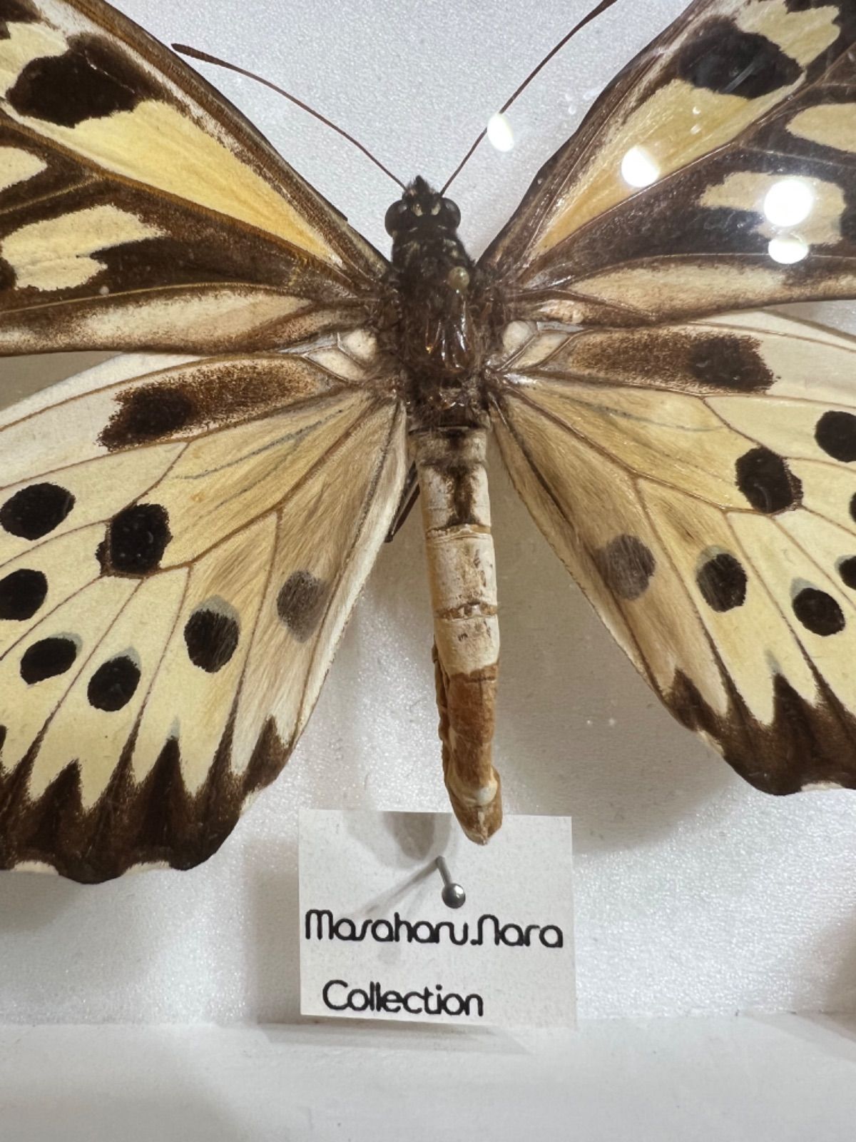 ドルーリーオオアゲハ♂ 超大型 標本 185mm☆アフリカ産☆本当に巨大