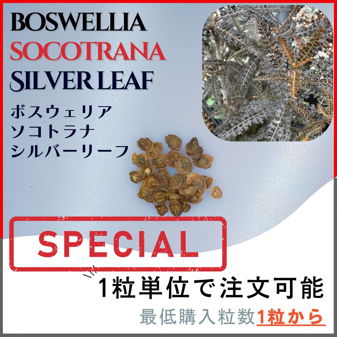 種子】ボスウェリア ソコトラナ シルバーリーフ /セット割有 数量1粒