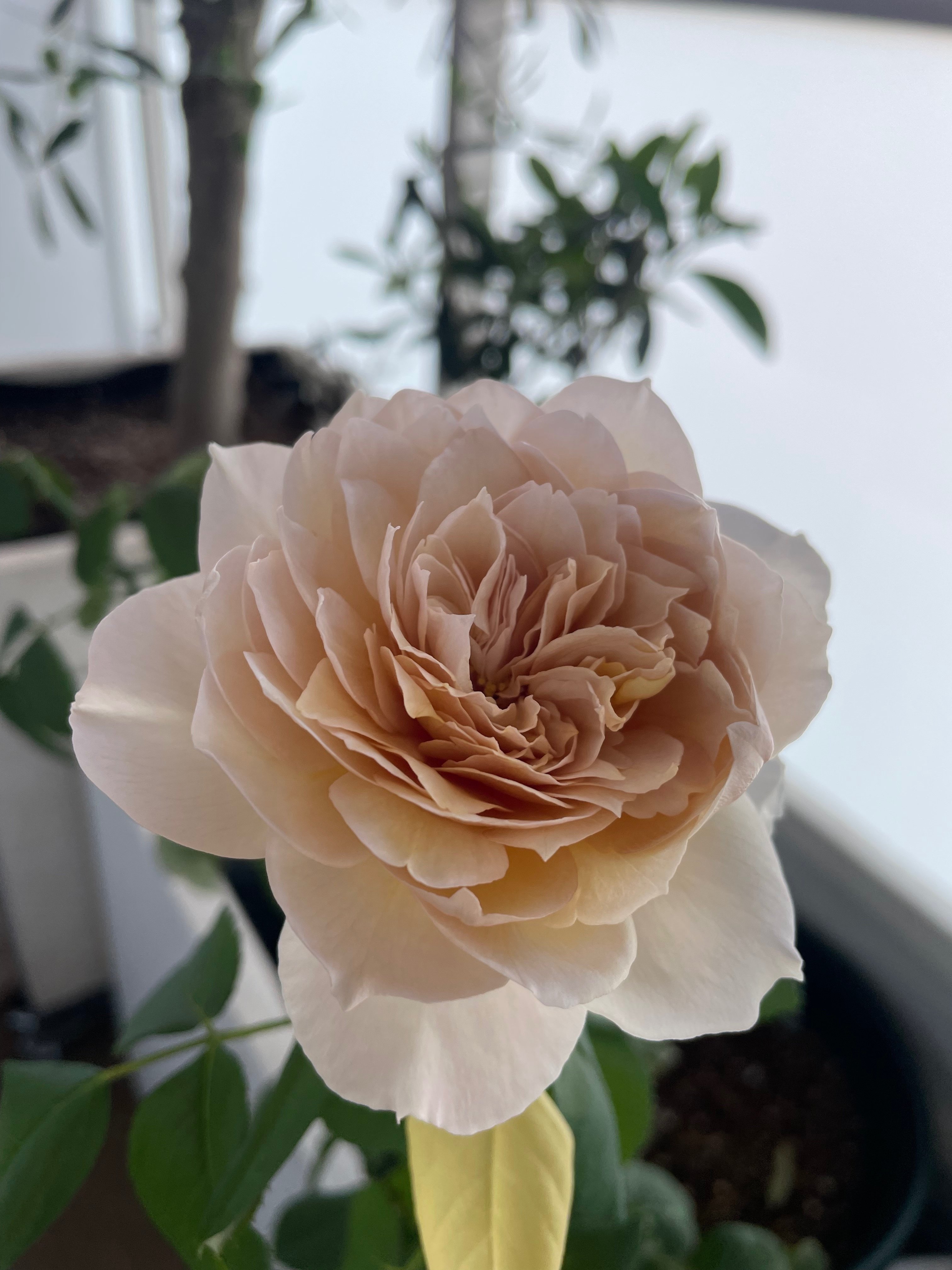 気高きシャルロットペリアン｜バラ