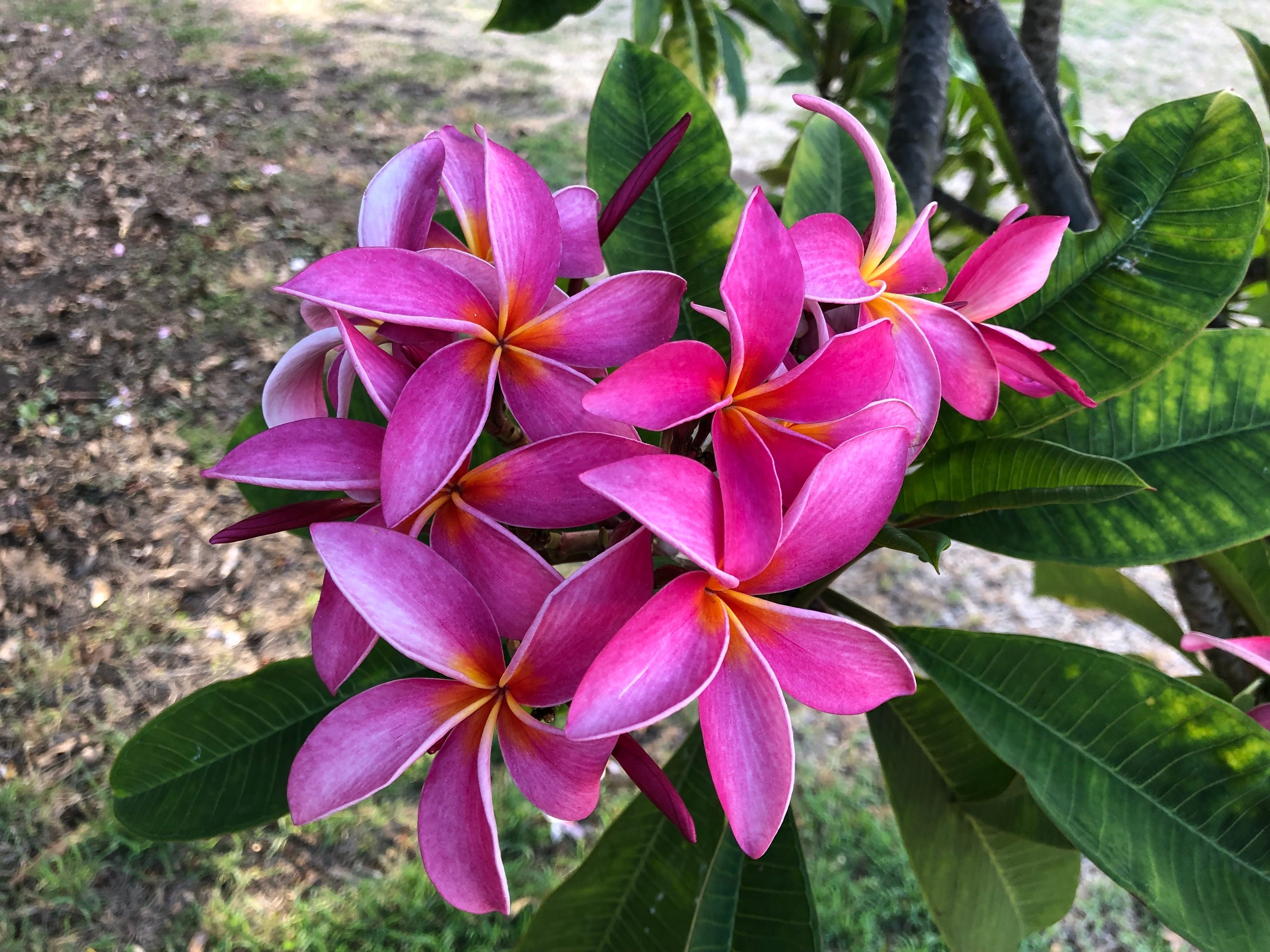 ハワイの花②プルメリア｜Susie@Honolulu, Hawaii