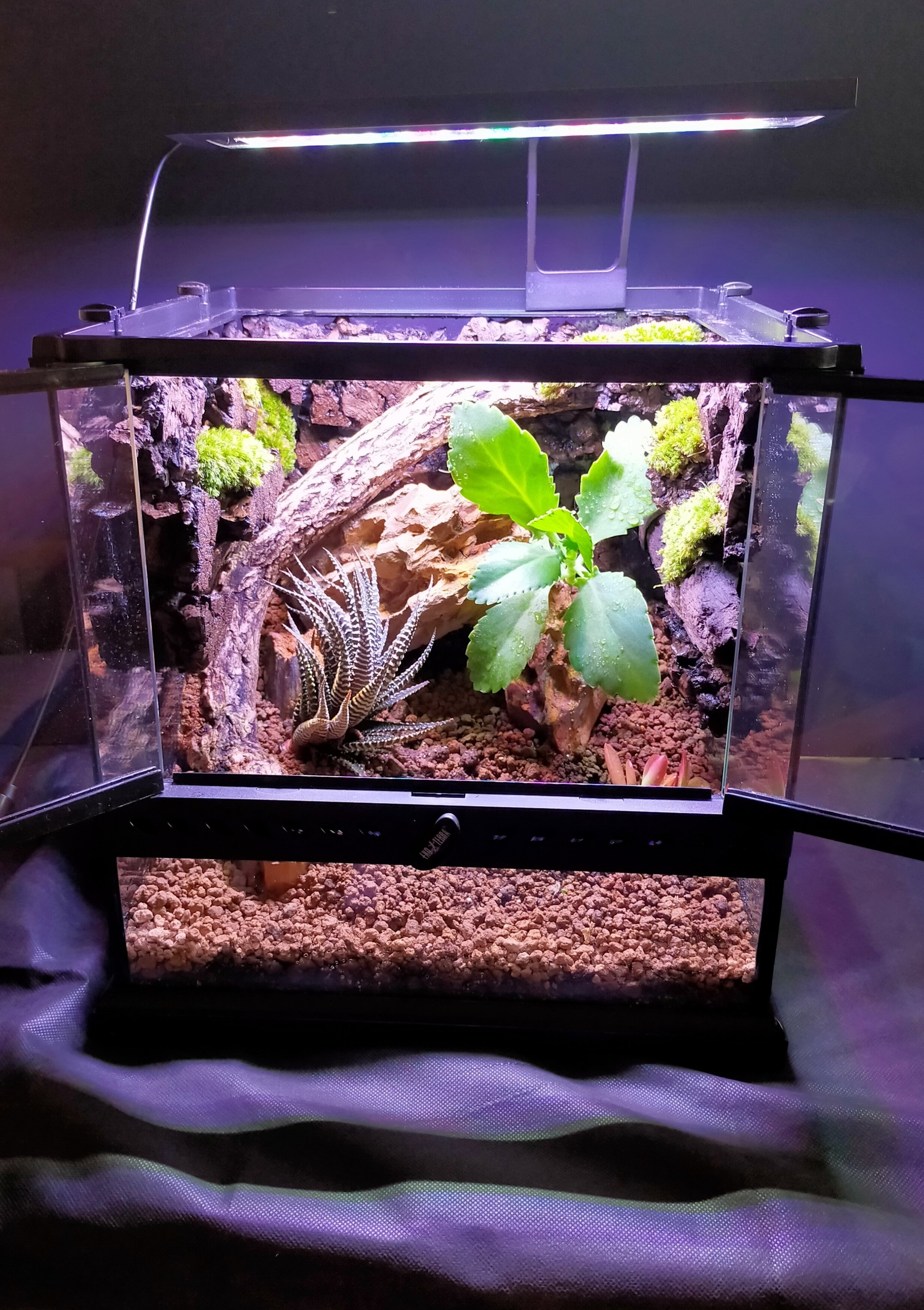 レオパのケージ｜sally