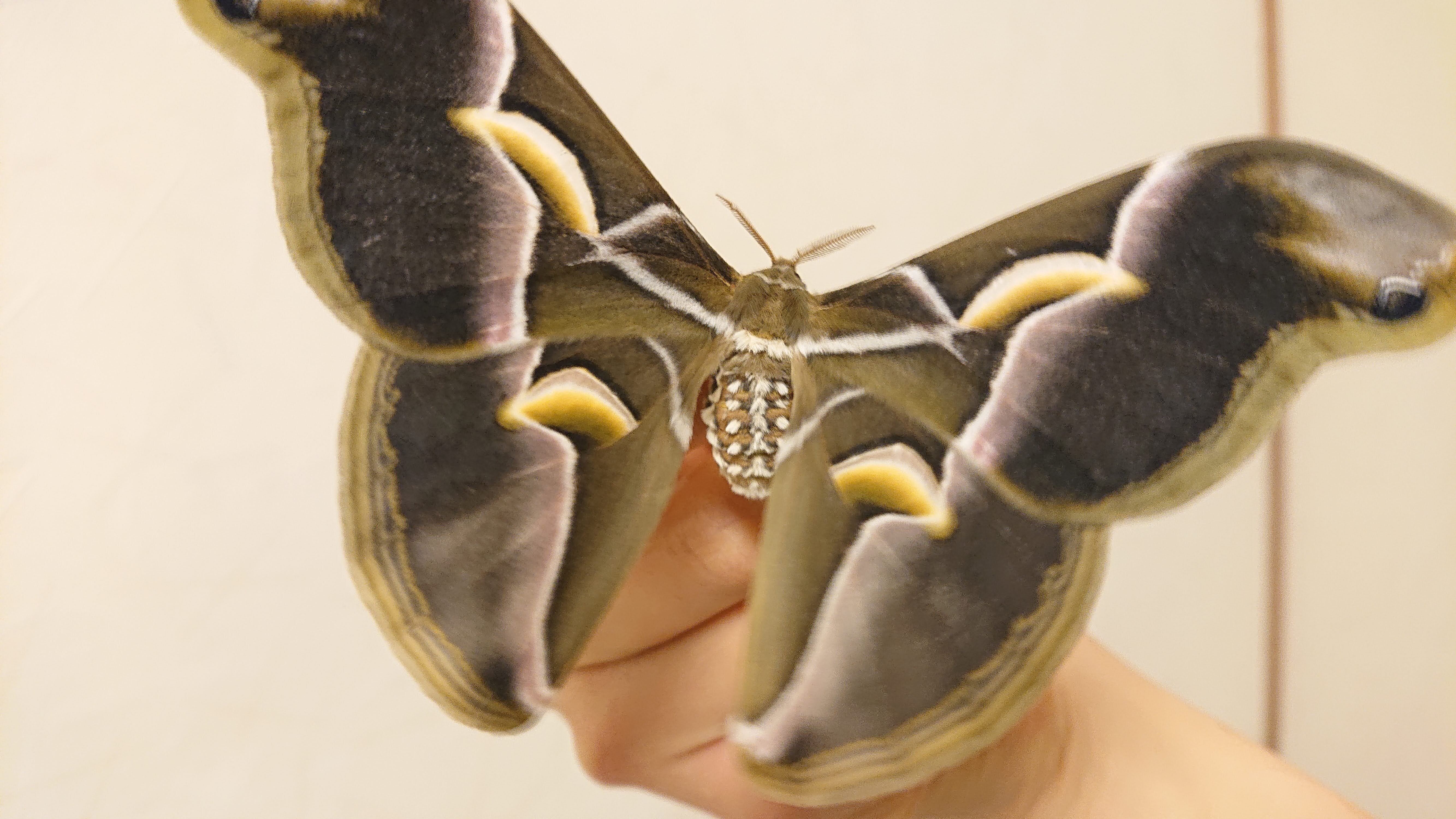 蛾と回文：シンジュサン（と、物語）｜ぱぴりお(虫と回文)