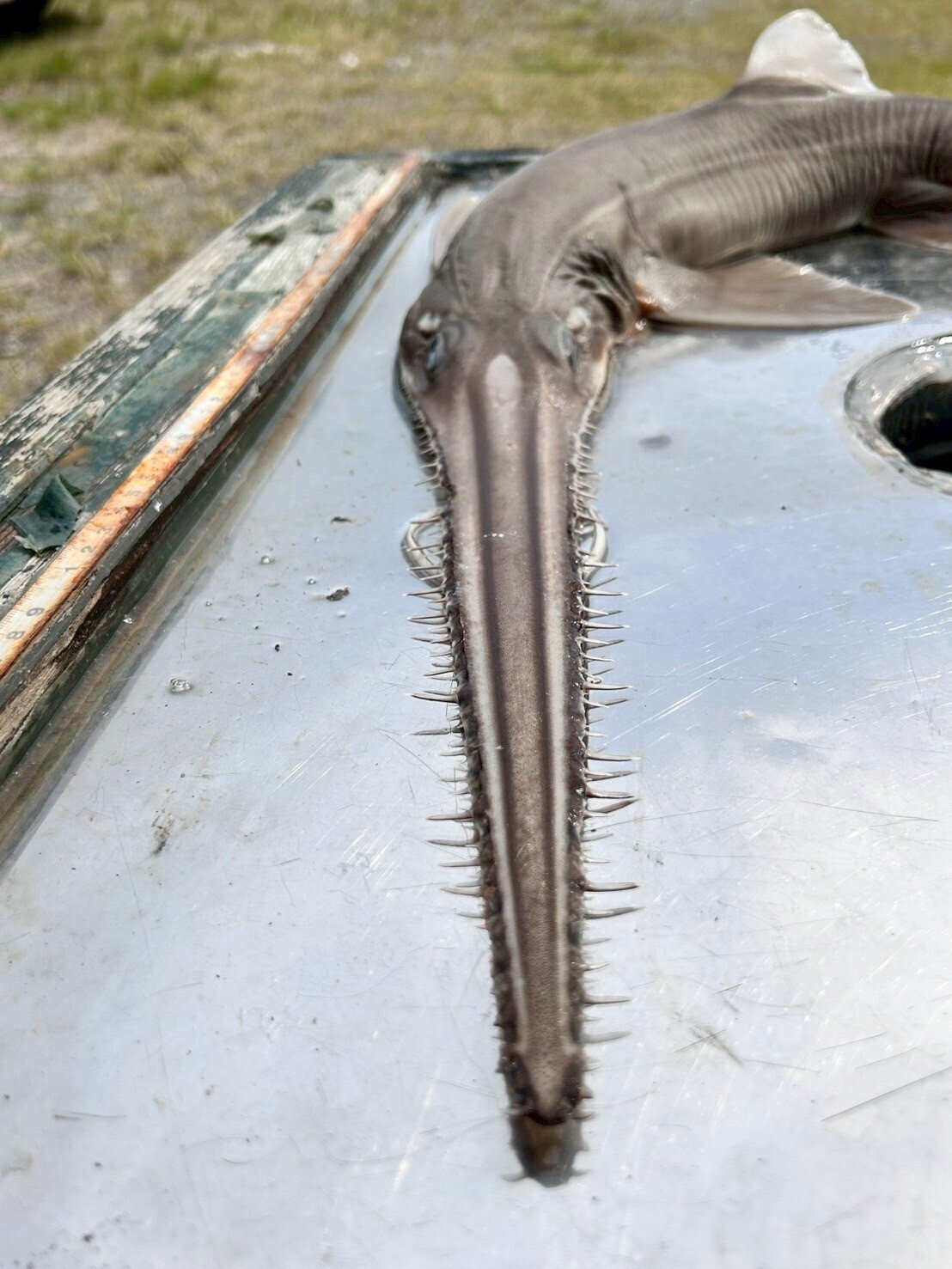 標本解説③（ノコギリザメ）｜とある海洋学部生