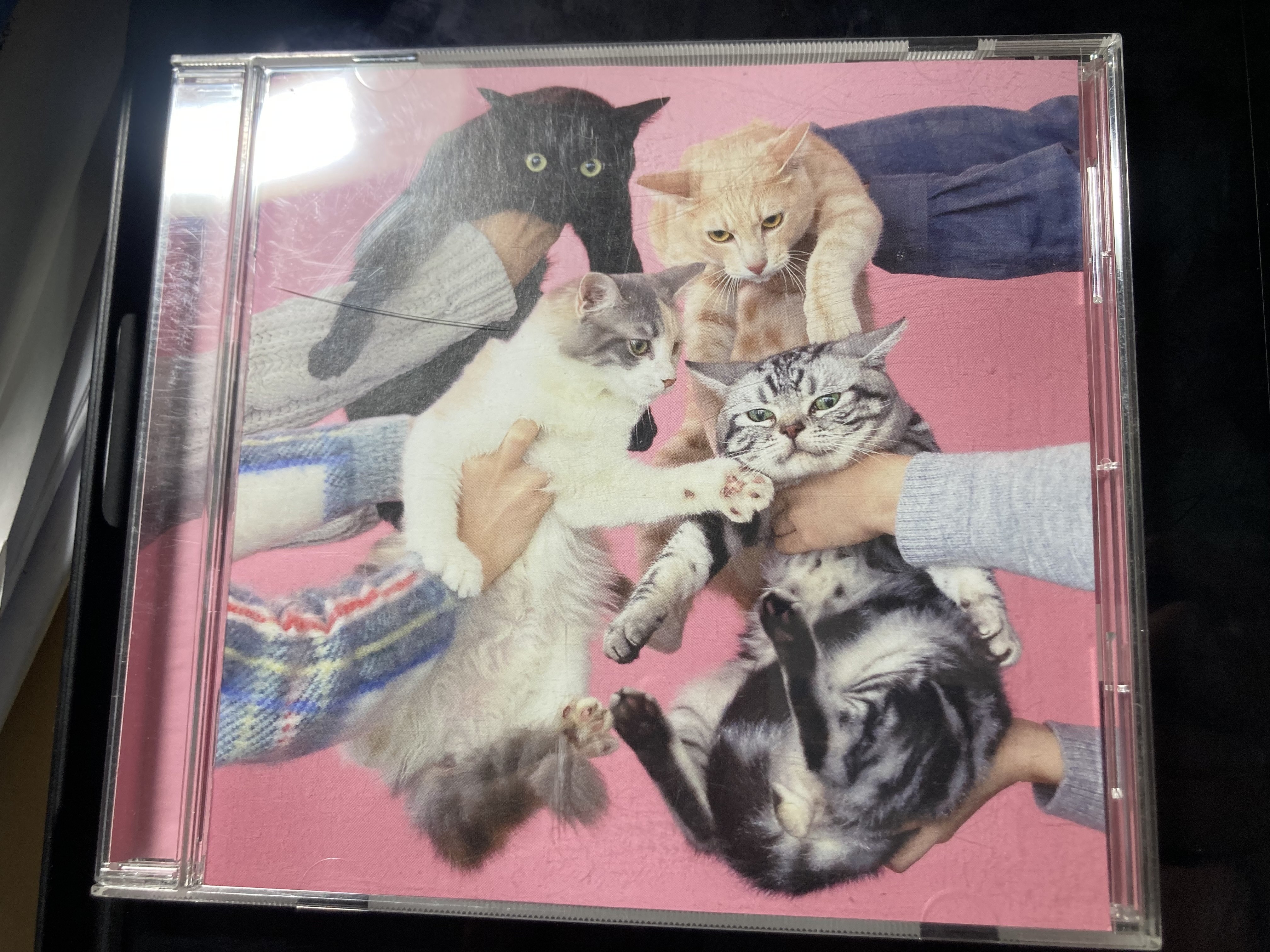 きのこ帝国のポップセンス大爆発 猫とアレルギー レビュー｜アルトラベラー