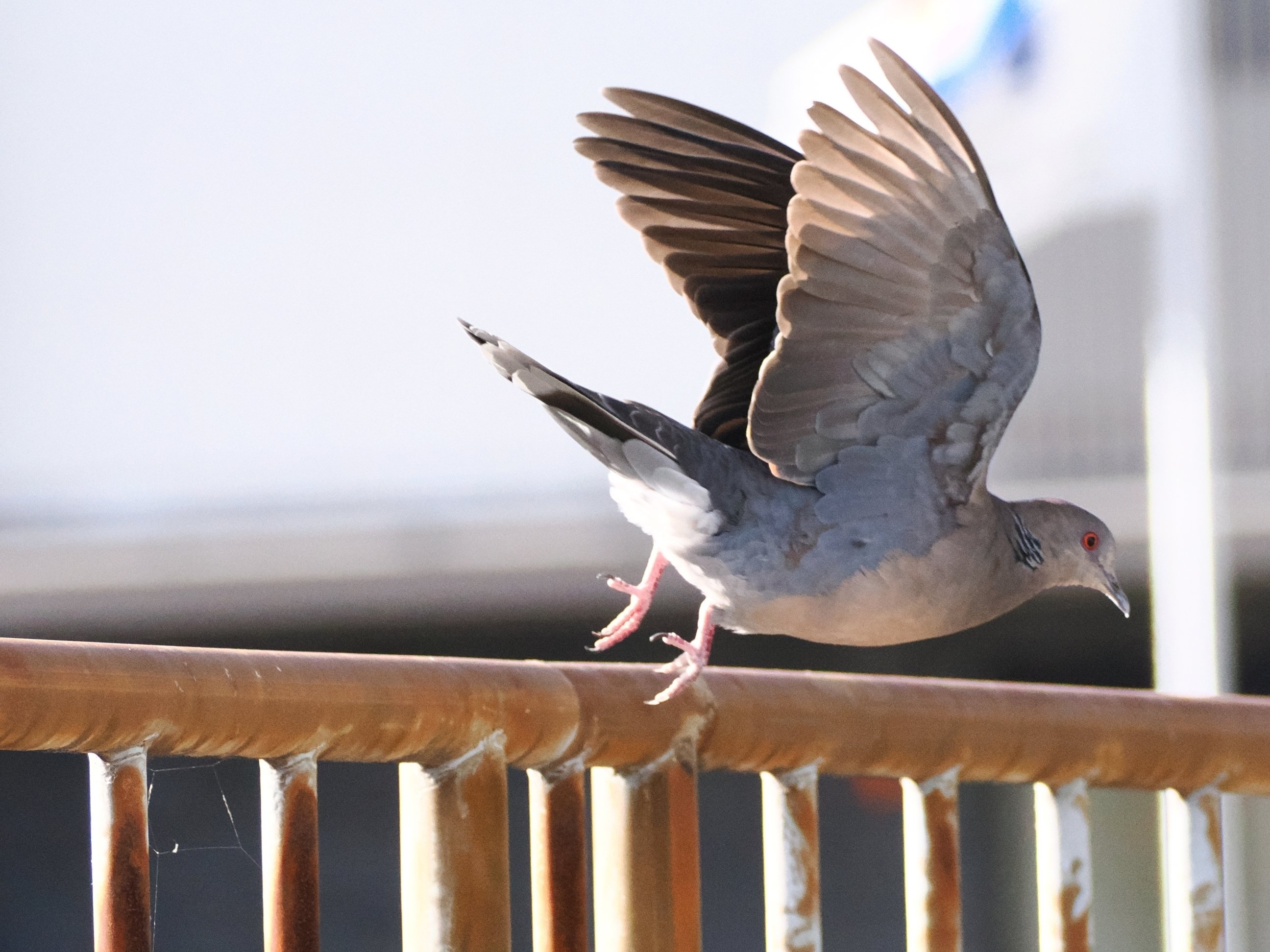 空と、鳥の羽ばたき撮りより。｜あるみな