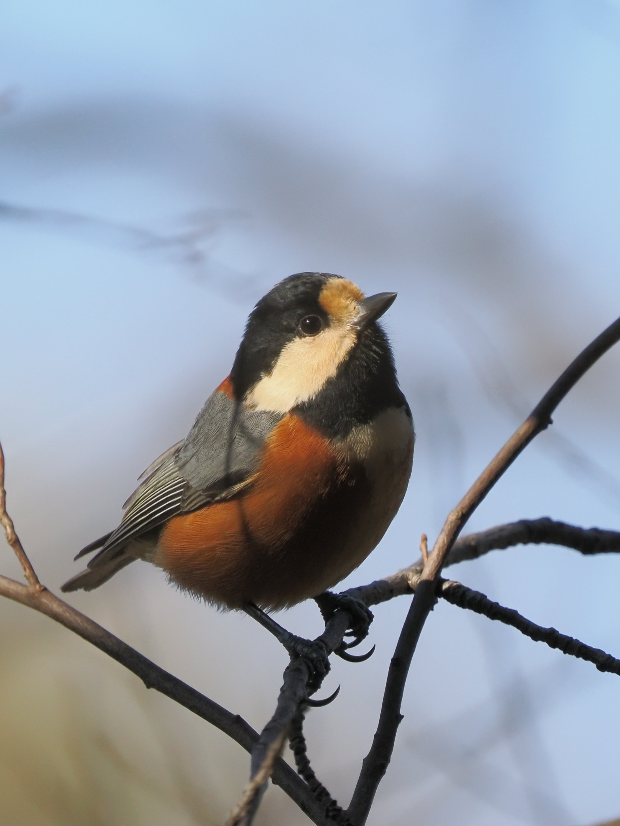 生田緑地で野鳥撮影！【OM-1 Mark II + 100-400mm II 実写レビュー