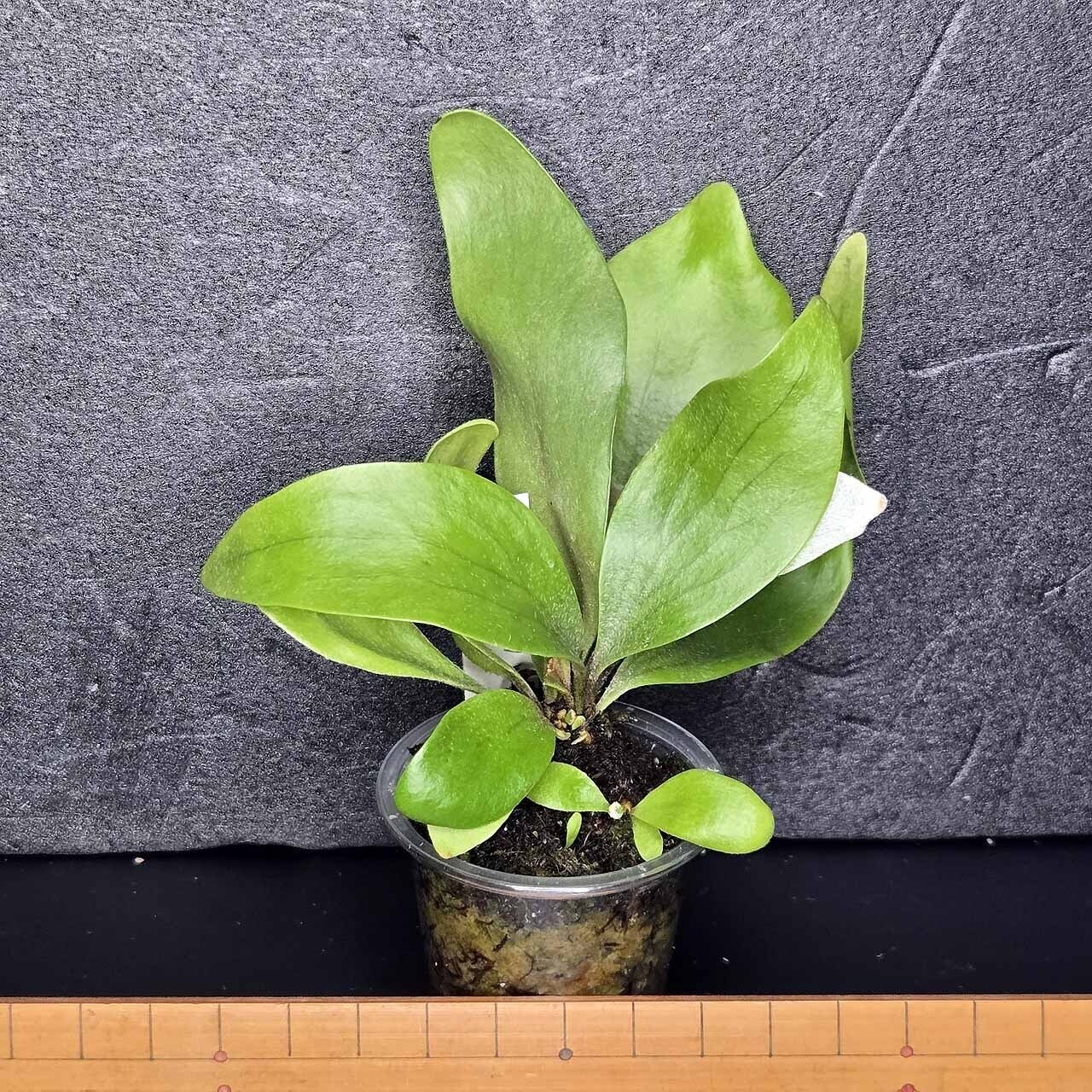 ビカクシダ・ビフルカツム 変異個体 “コモチ”｜ポチョムキン卿