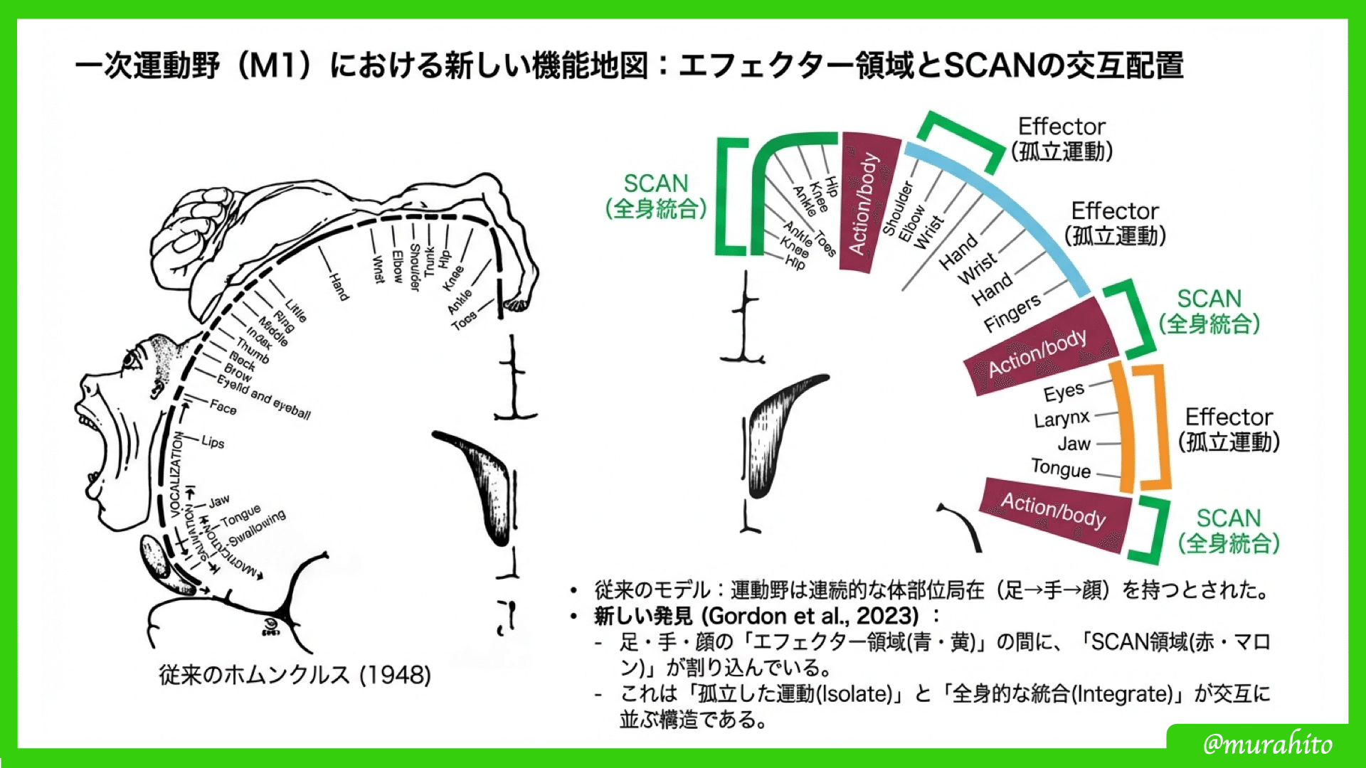 運動野のパラダイムシフト〜体性認知行為ネットワーク（SCAN）の発見と