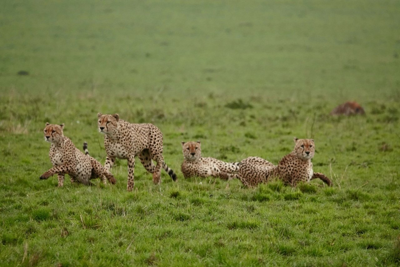 図鑑だけじゃサファリは楽しめない！ もっと大事なことって⁉｜武田ちょ