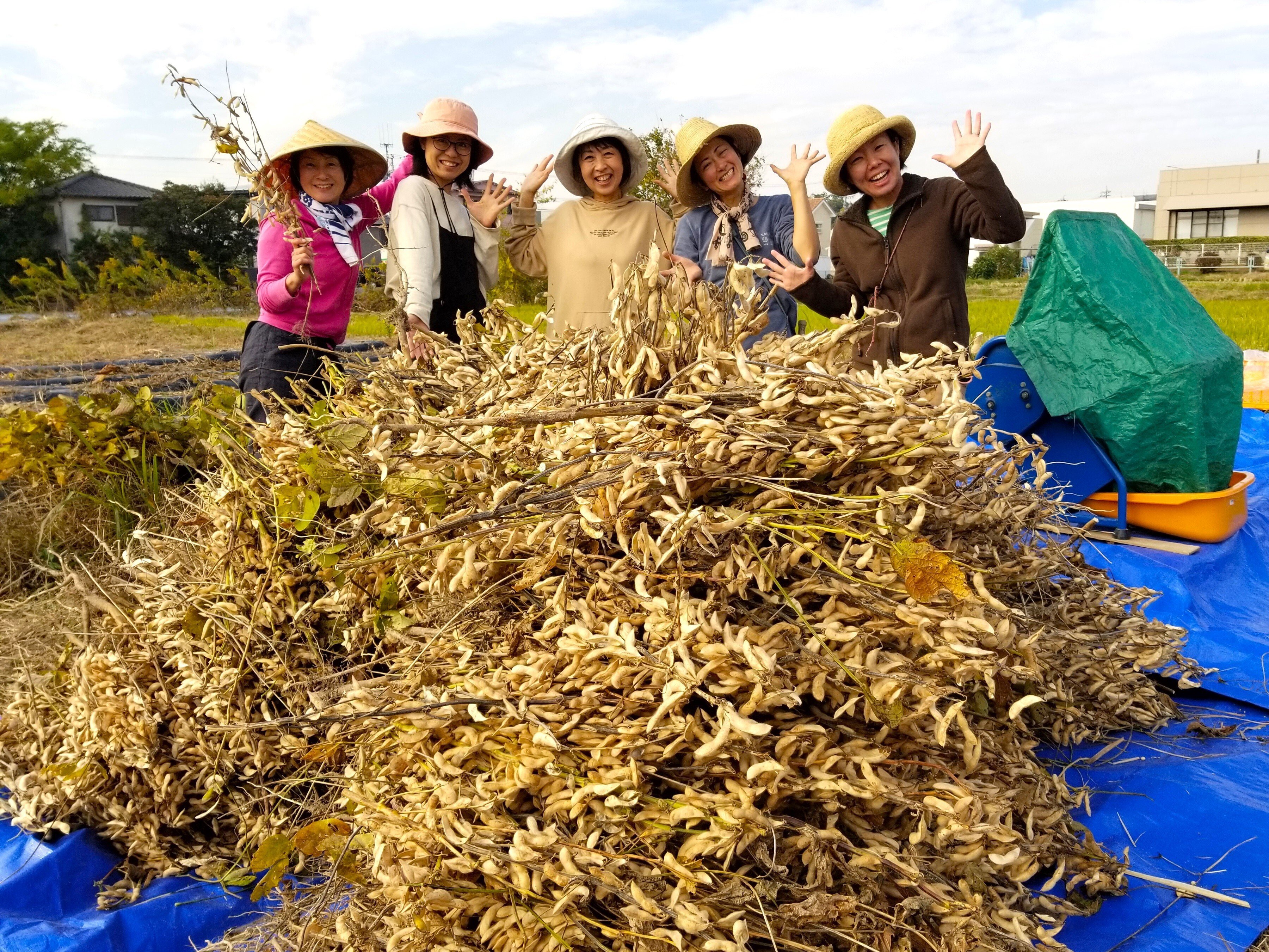 味噌用の｢菌ちゃん大豆｣ 皆で育てて、よもやの豊作30㎏❗🙌｜錬金術師