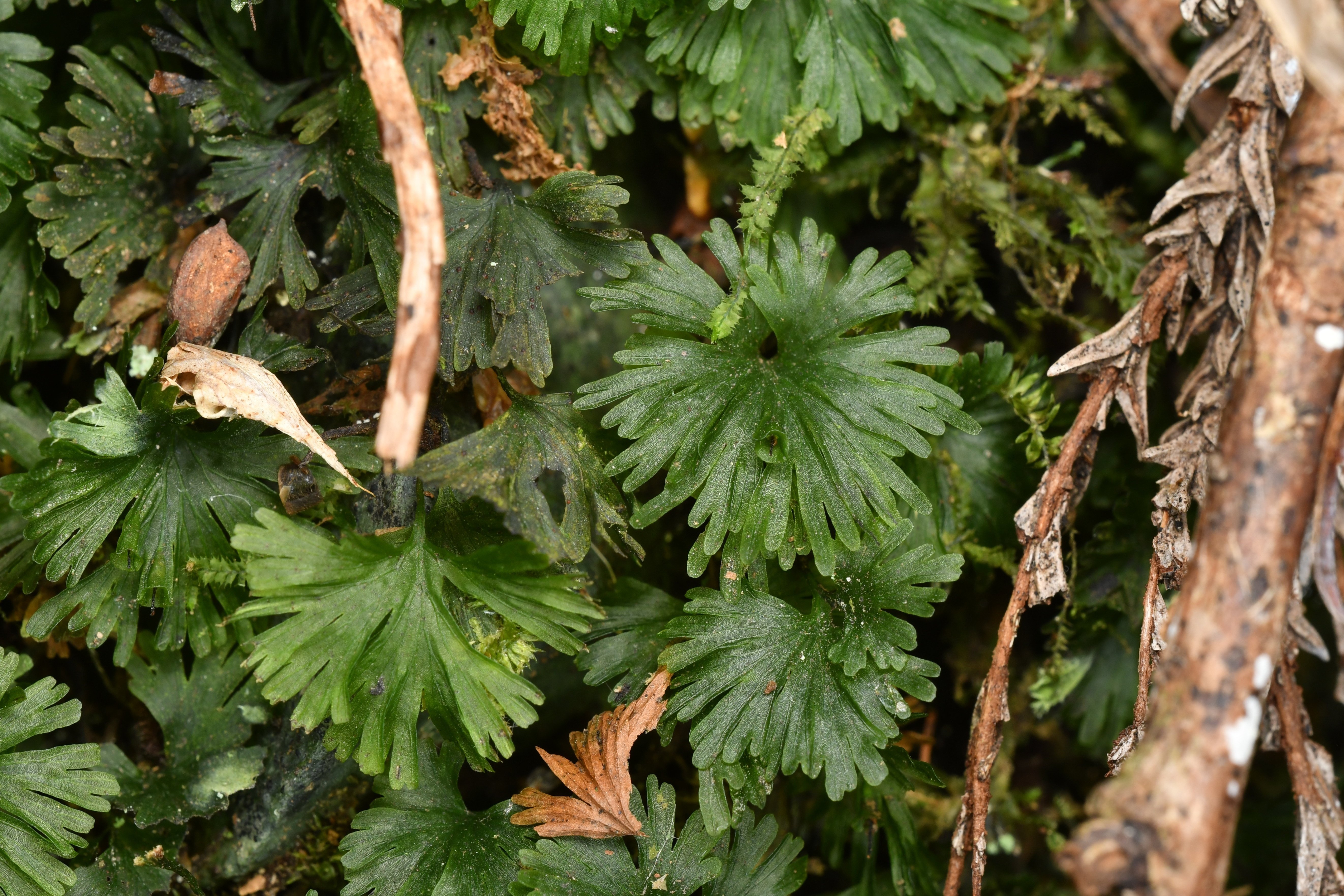 日本産シダ植物標準図鑑 全2巻セット 日本産シダ植物標準図鑑2