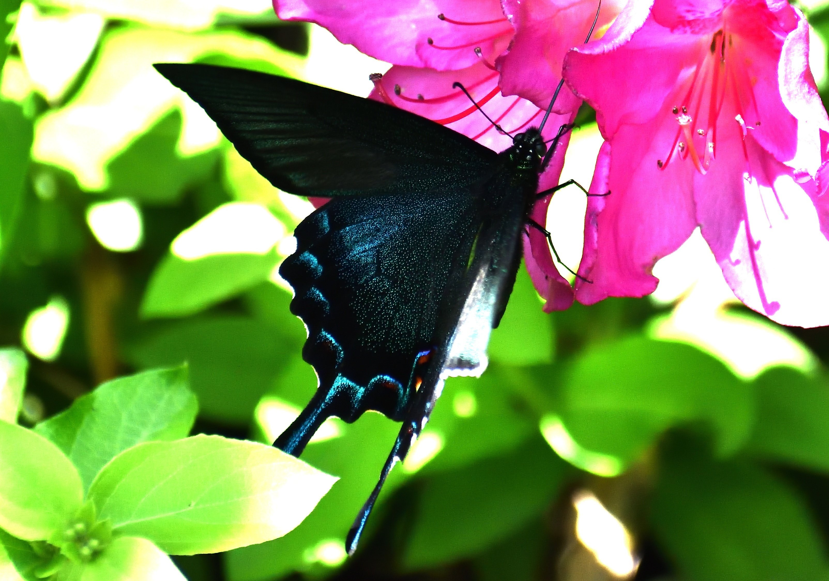 播磨の昆虫：カラスアゲハ、クロアゲハ、モンキアゲハ（5月上旬