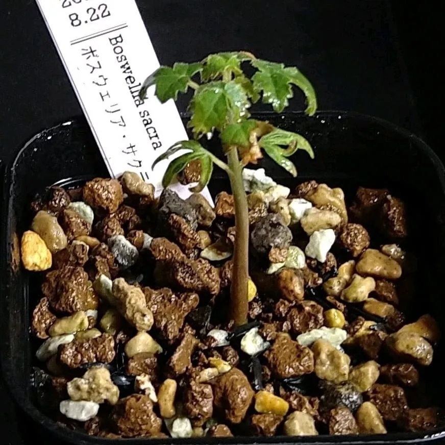種子] ボスウェリア サクラ Boswellia sacra | 塊根植物 コーデックス