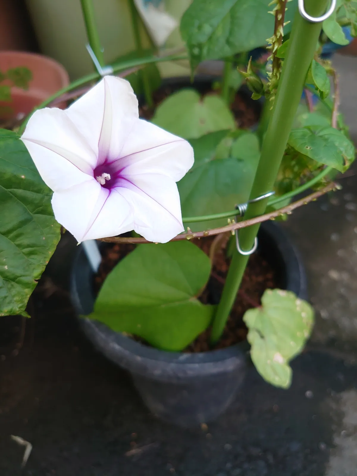 種子] イポメア sp. Ipomoea sp. | 塊根植物 コーデックス 朝顔 珍奇