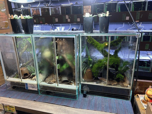 D. auratus Bronze & Blue | アクアショップフィン 店長ブログ