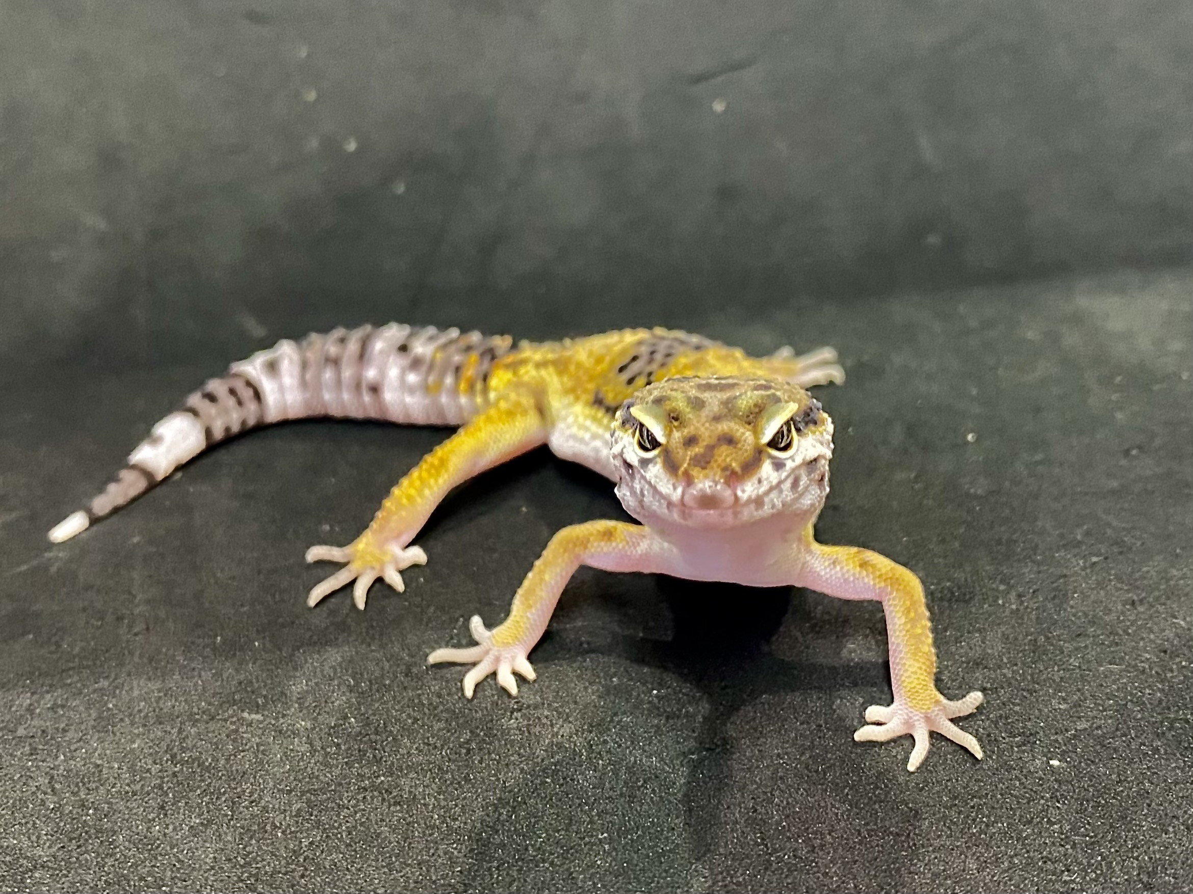 ヒョウモントカゲモドキ | 横浜爬虫類専門店アクアマイティー