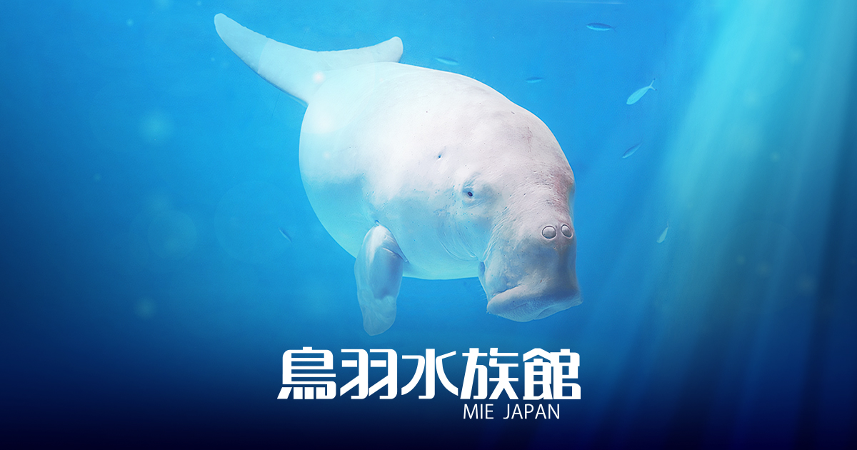 鳥羽水族館オリジナル写真集「ラッコのメイとキラ」販売再開と予約受付
