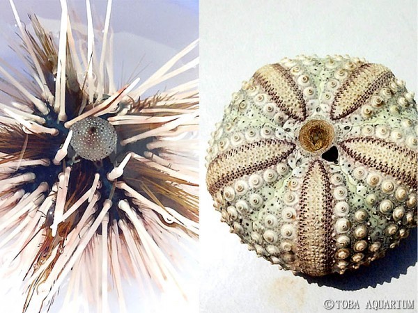 Arbacia nigra(Tetrapygus nigra) ウニ殻 Arbacia nigra(Tetrapygus