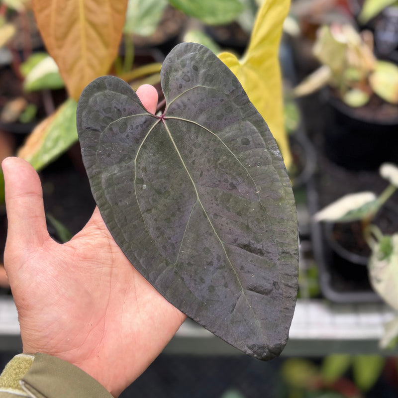 Anthurium AOS dark form x RVDP – Aroid Market