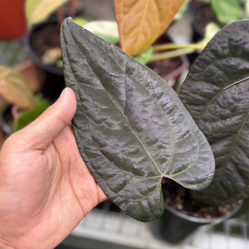 Anthurium AOS dark form x RVDP – Aroid Market