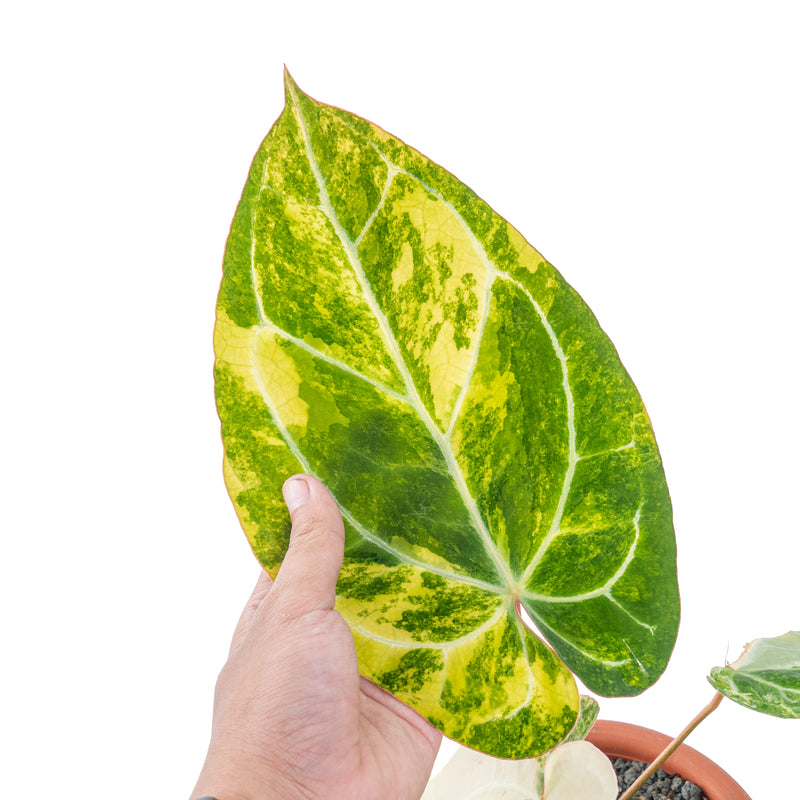 Anthurium crystallinum variegated – Aroid Market