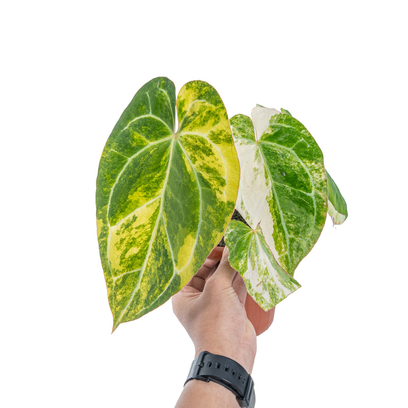 Anthurium crystallinum variegated – Aroid Market