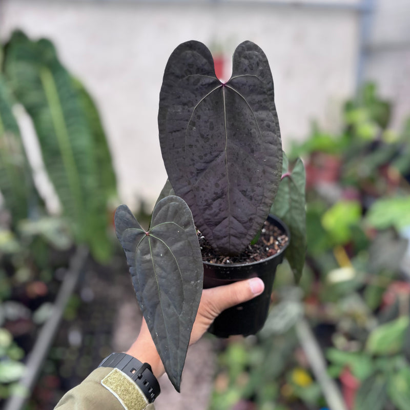 Anthurium AOS dark form x RVDP – Aroid Market