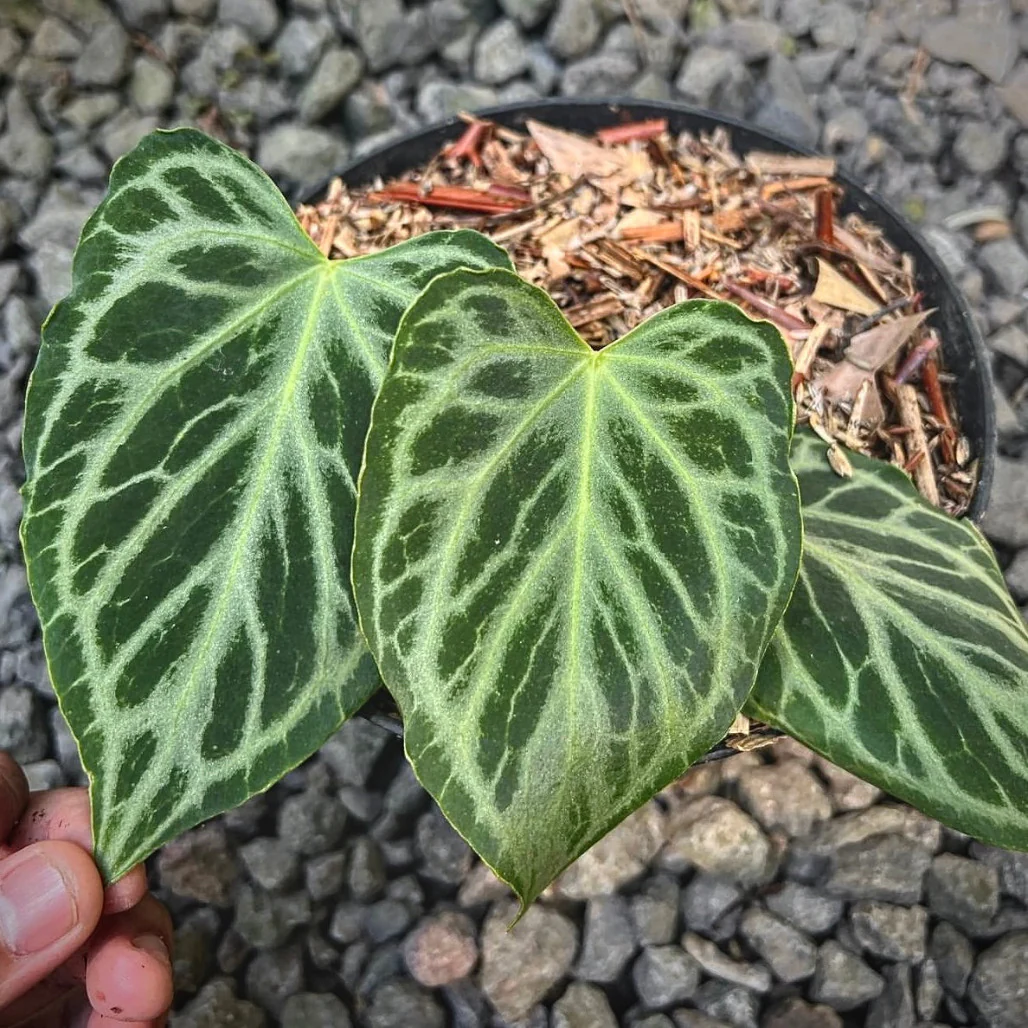 Anthurium Silver Tiger - Aroid Nursery