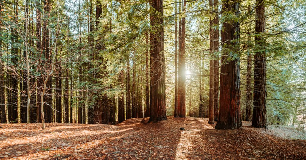 蘭奢待/黄熟香はどんな香り？何の木？正倉院に眠る幻の香りを再現した