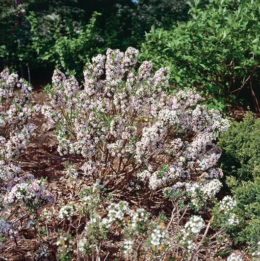 Daphne x burkwoodii ‘Somerset’