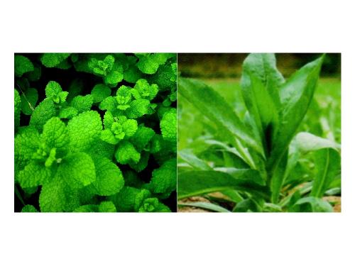 ナガセ ビューティケァ 健康食品 化粧品 通信販売 アルカンジュ