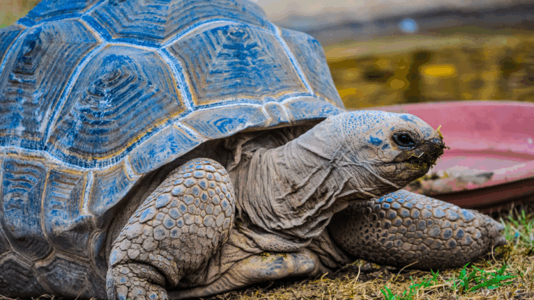 行動基準を用いた爬虫類の福祉評価法 – 認定NPO法人アニマルライツセンター