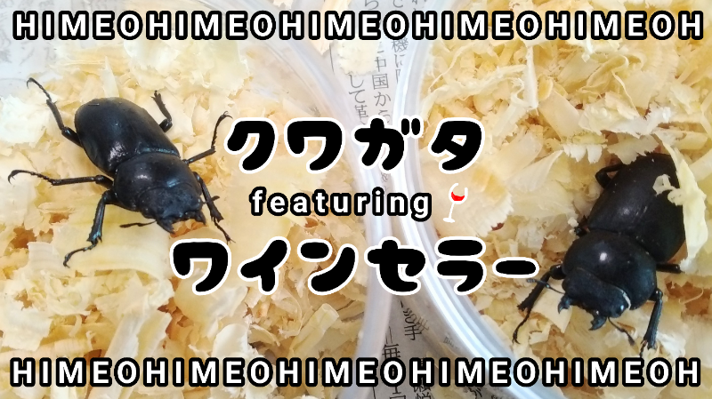 クワガタ飼育用にワインセラーを導入しての感想（2023/4/16） | メダカ