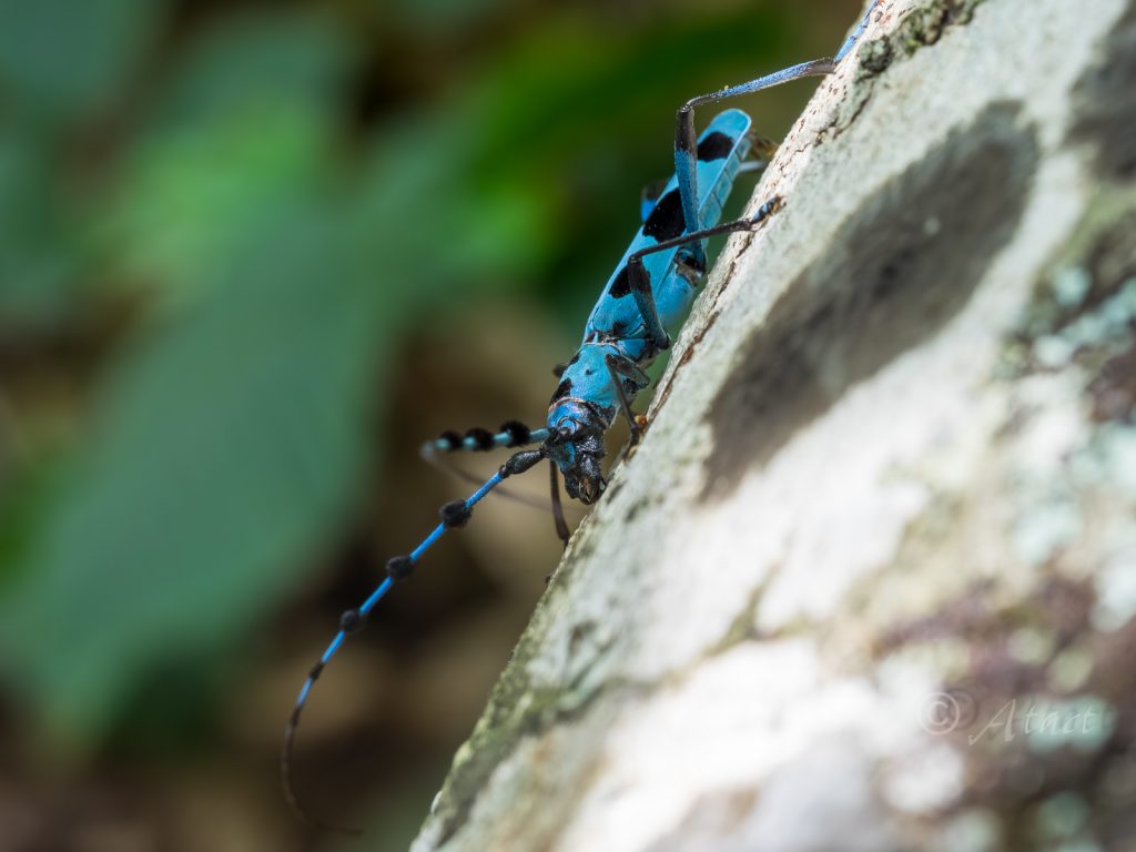 ルリボシカミキリ | カミキリムシの自然図鑑 Longhorn Beetles in Nature
