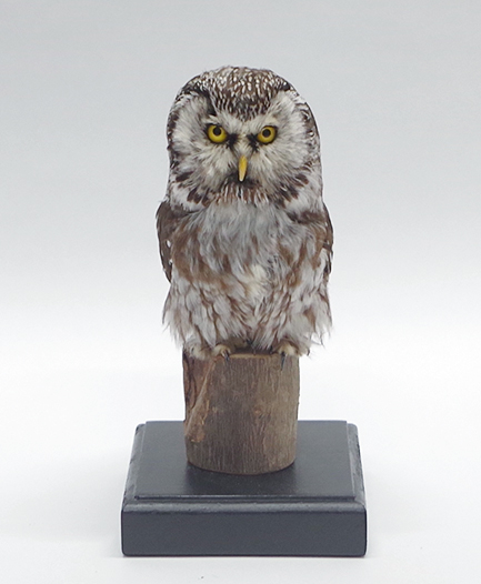 フクロウ・ミミズク | ワシ・タカ・フクロウ | 剥製の製作・直売