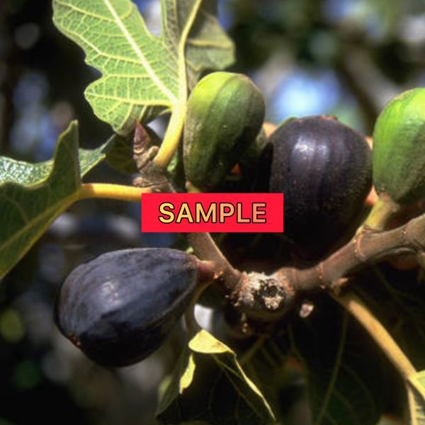 Fg187】大特価！ロングサイズ！超希少 『 Black Italy 』イチジク 穂木