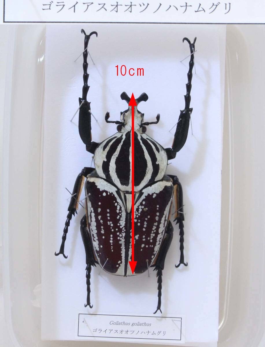 WD大型ペア ゴライアスオオツノハナムグリ WD大型ペア ゴライアス