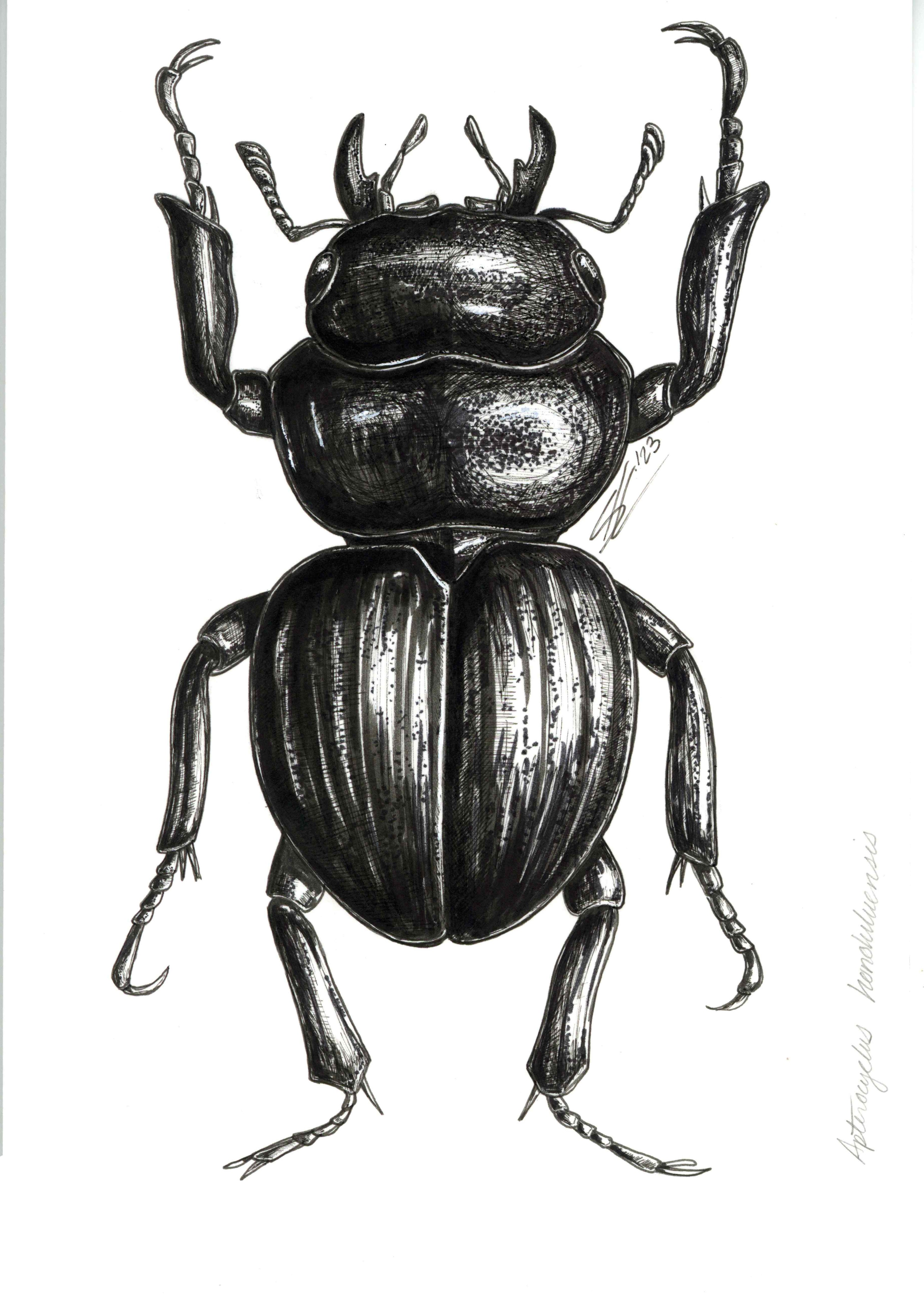 Apterocyclus honoluluensis original – Autochthonous Hawai'i