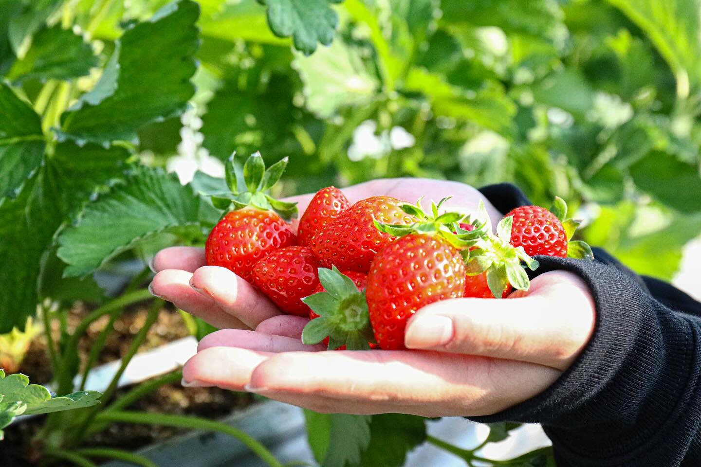 ホームページ開設しました！ | AZ STRAW BERRY（アズストロベリー）