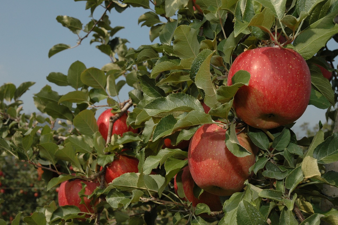 安曇野スイス村ハイジの里公式オンラインショップ（JAあづみ） / りんご