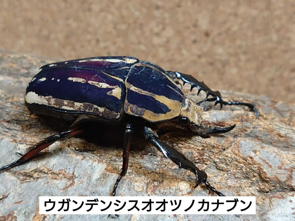 トルクアータオオツノカナブン、ウガンデンシスオオツノカナブン