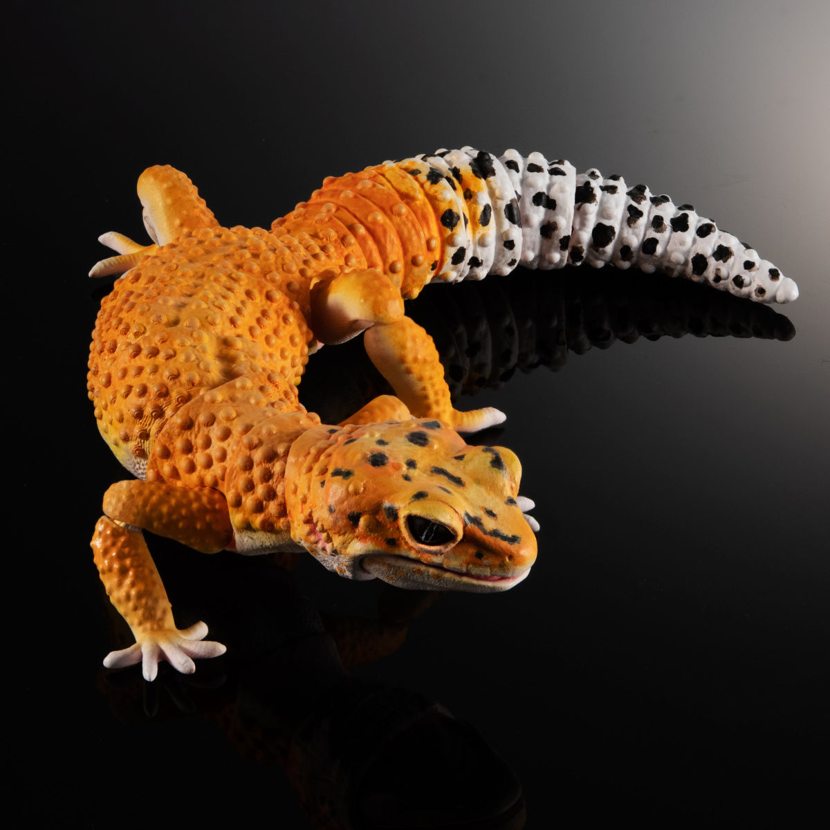 いきもの大図鑑アドバンス ヒョウモントカゲモドキ【2次：2021年9月