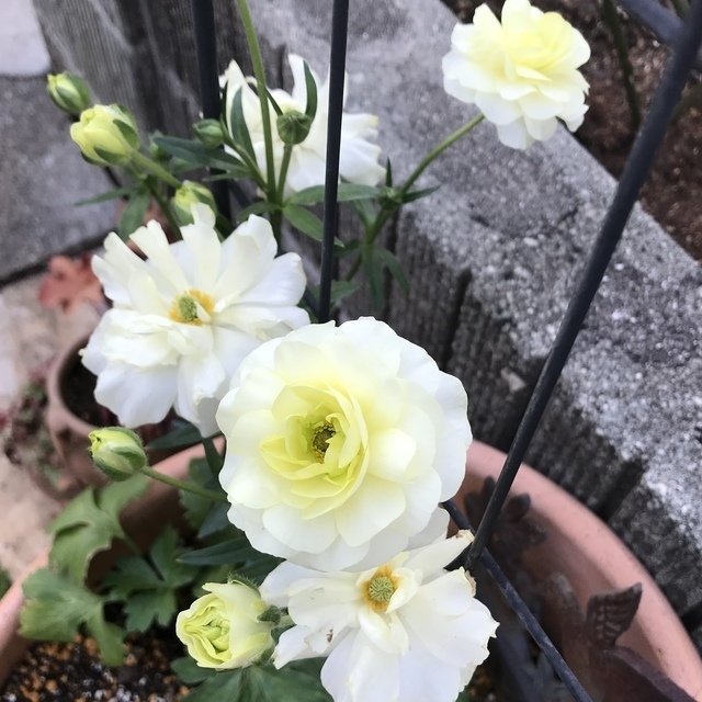 ラナンキュラスラックス グレーシス: Green's Garden