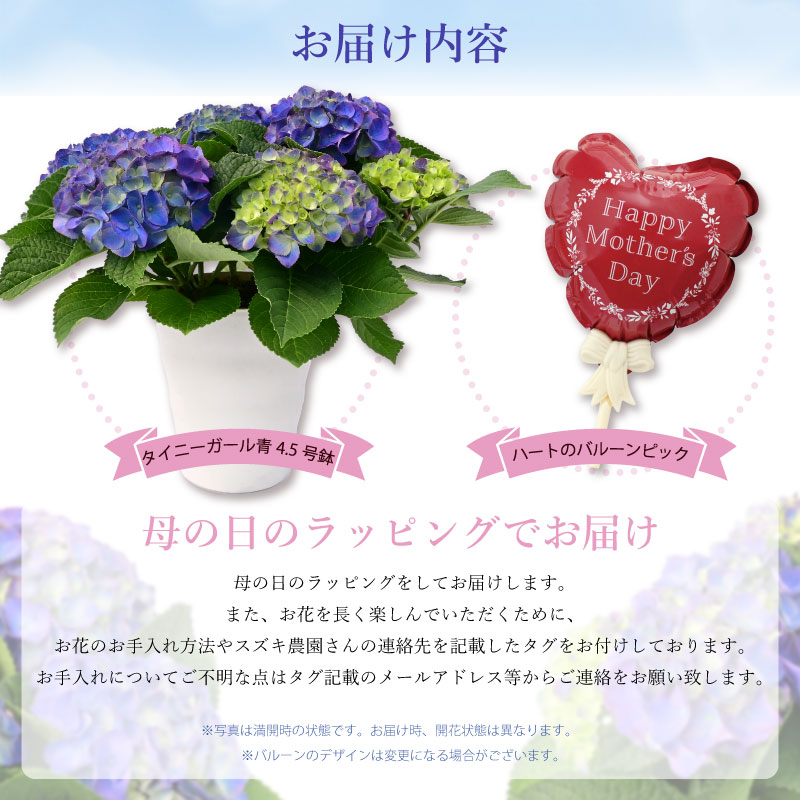 数量限定】紫陽花 あじさい タイニーガール 青 4.5号鉢 鉢植え ギフト