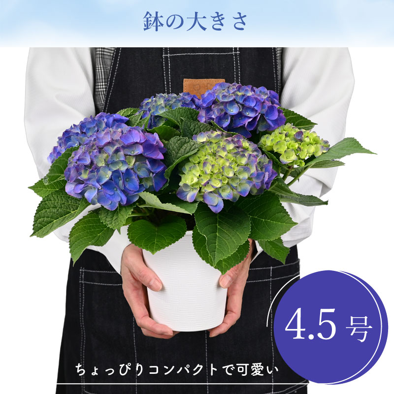 数量限定】紫陽花 あじさい タイニーガール 青 4.5号鉢 鉢植え ギフト