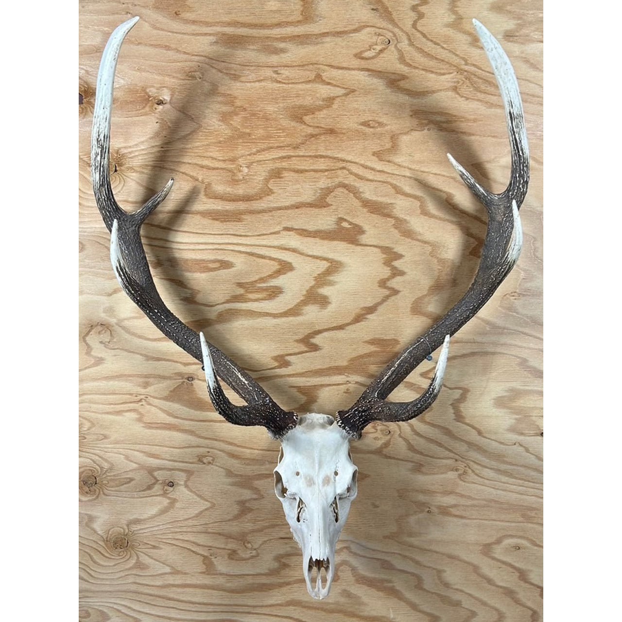 九州鹿スカルトロフィー