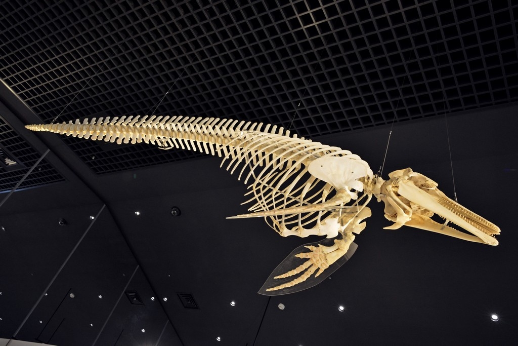 価格.com - 『イルカ（?）の骨格標本』ニコン D800 ボディ AE111-4AG