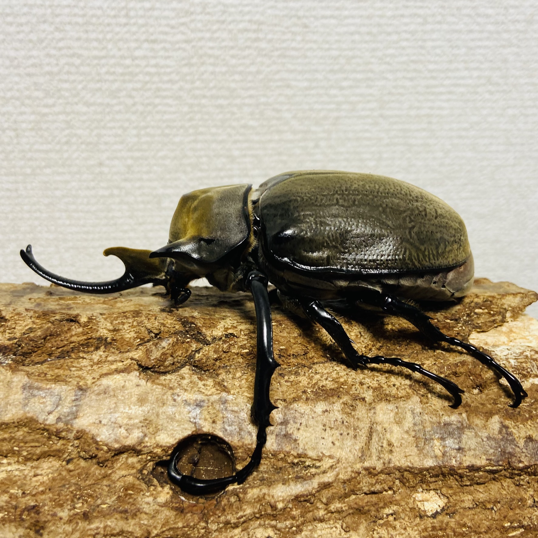 HiЯ∅】エレファスゾウカブト♂♀ペア 標本 HiЯ∅】エレファス