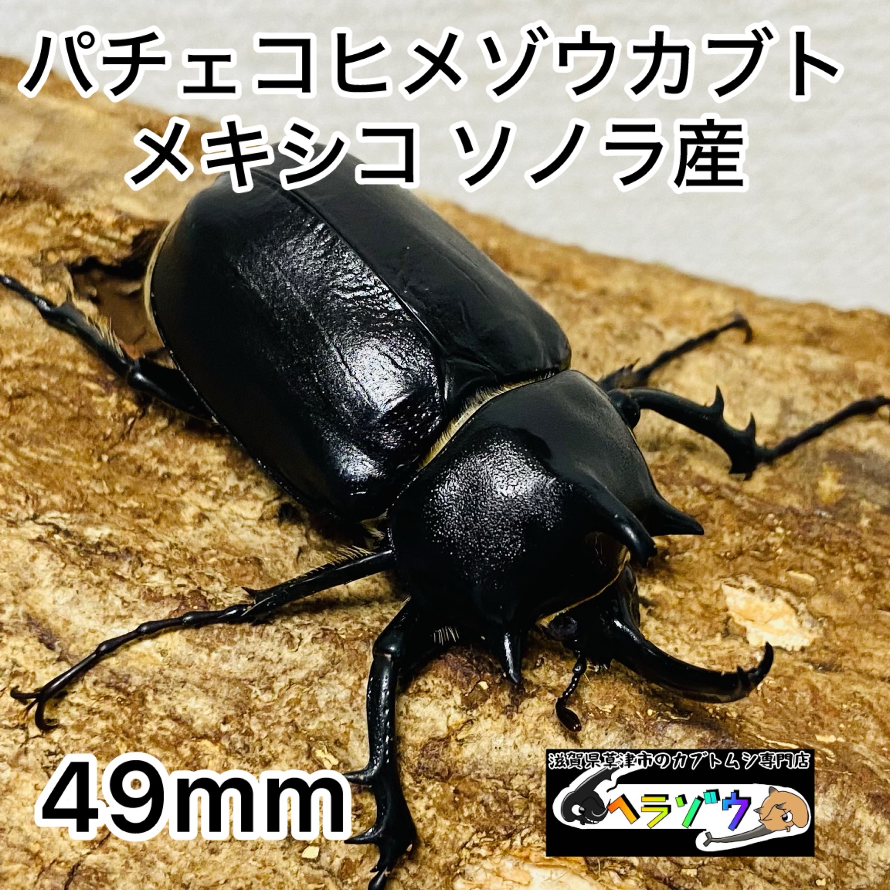 パチェコヒメゾウカブト 成虫 オス 49mm - ヘラゾウ | カブトムシの