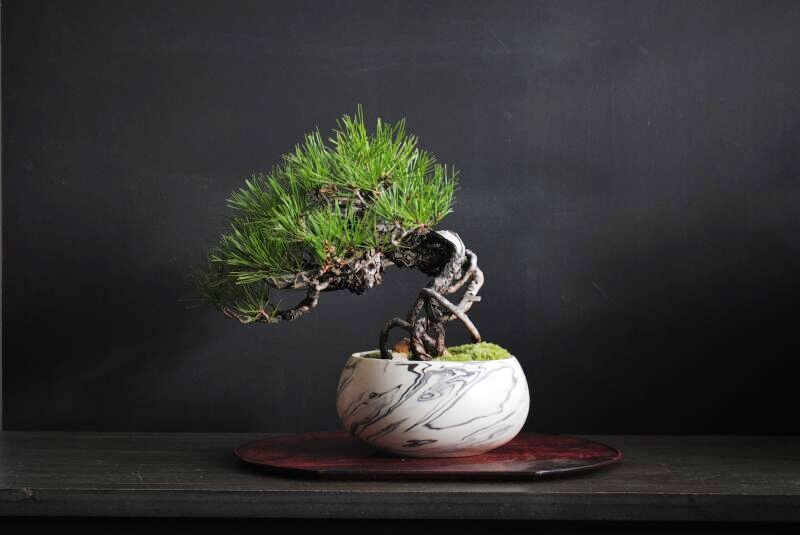赤松根上りの情景盆栽【墨流し鉢】☆1点物☆